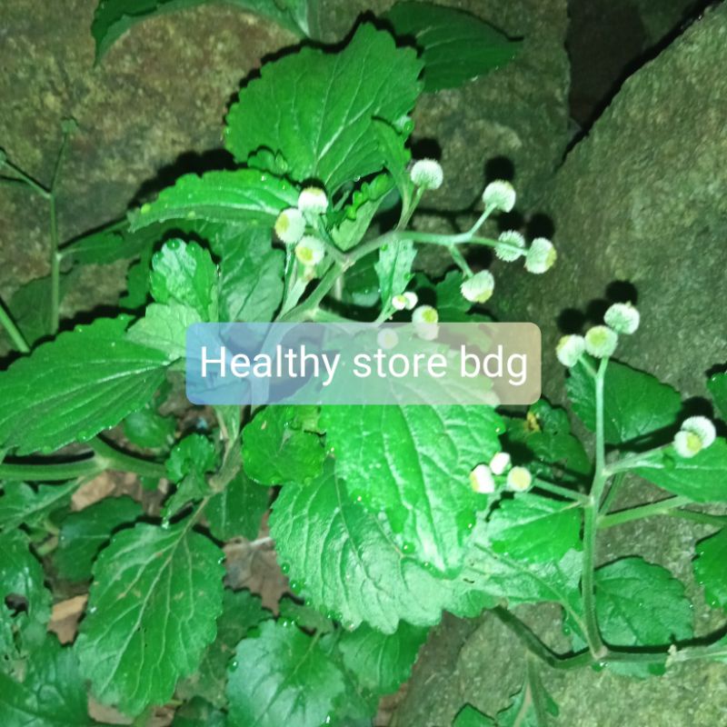 

Jual daun bandot seprah atau jukut meurit segar 100 gram