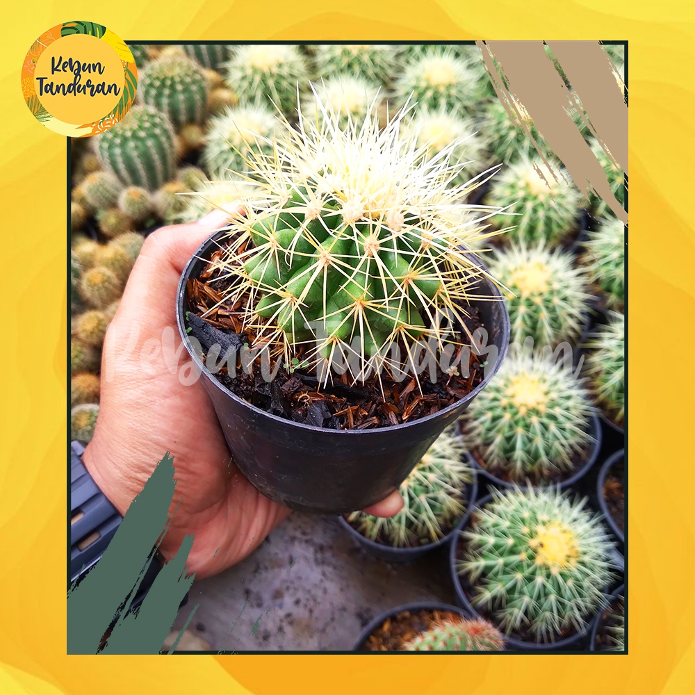 Kaktus Sukulen Golden Barrel Medium - 002 Golden Barel / Berel / Echinocactus Grusonii