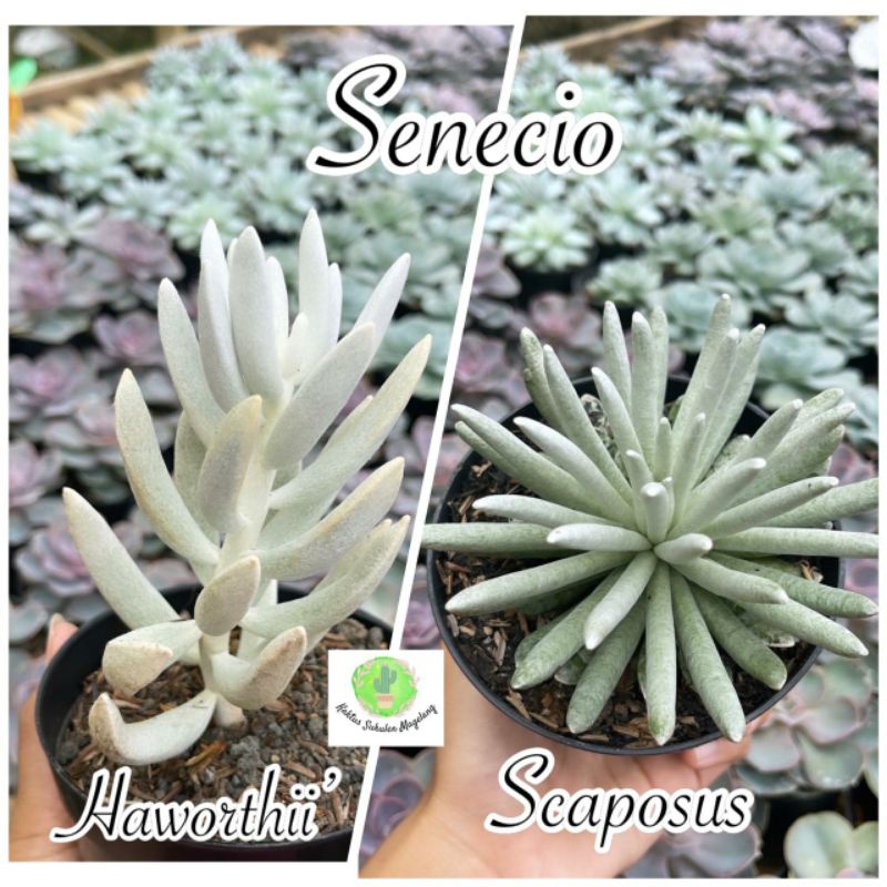 Sukulen Senecio