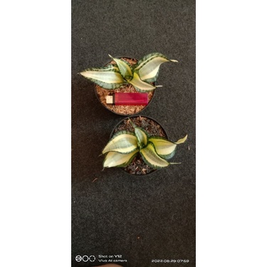 Golden Wendys Remaja