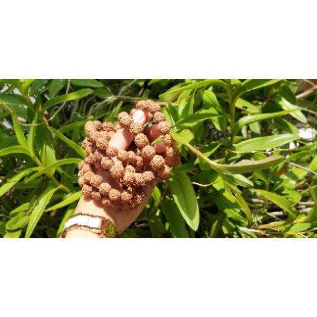 Gelang Genitri / Jenitri / Rudraksha Khusus 5 Mukhi
