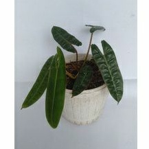 tanaman hias philodendron bilitiae original / kabel busi oren / kabel busi ori