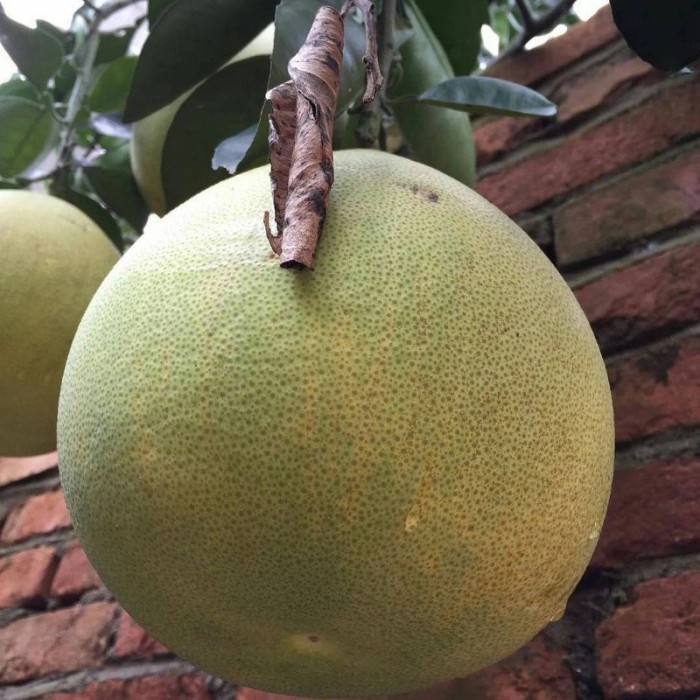 bibit jeruk bali madu pamelo