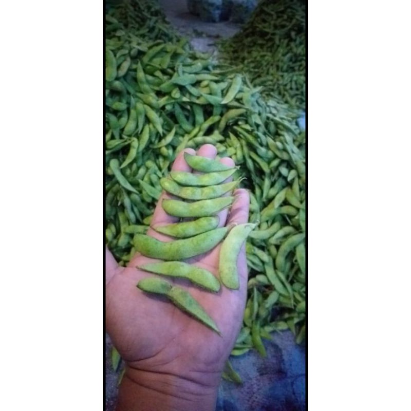 

Edamame kiloan
