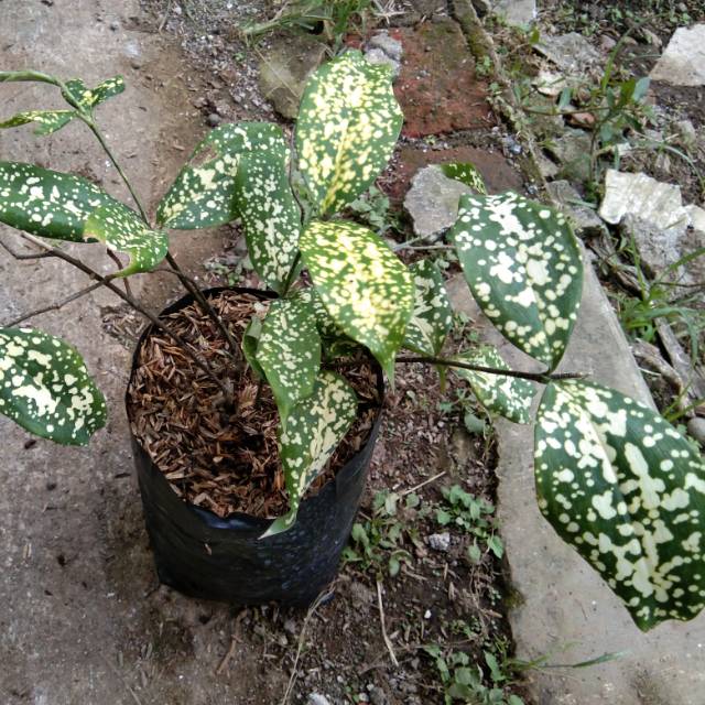  Tanaman  hias  daun bambu  jepang  dracena florida Shopee 