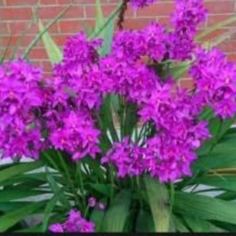 anggrek tanah bibit tanaman hias bunga anggrek tanah bunga cantik/bibit tanaman pohon anggrek tanah 