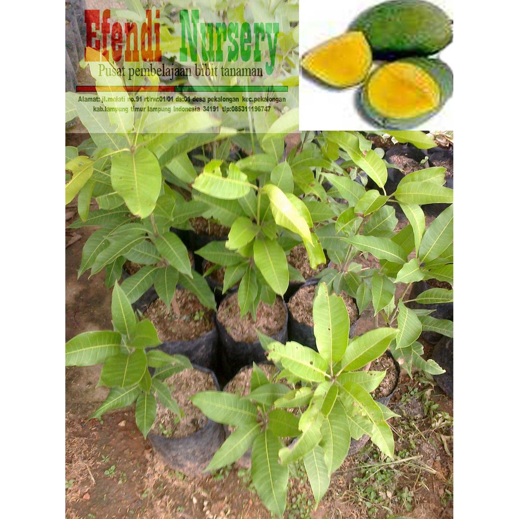 Bibit Buah Bibit Tanaman Buah Mangga Madu U*