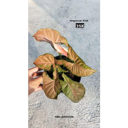 syngonium pink robusta