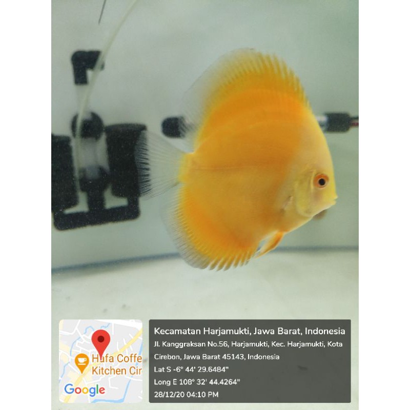 Discus Golden gen HB 3 "