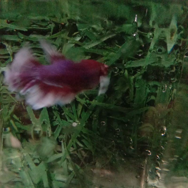 ikan_cupang_lavender