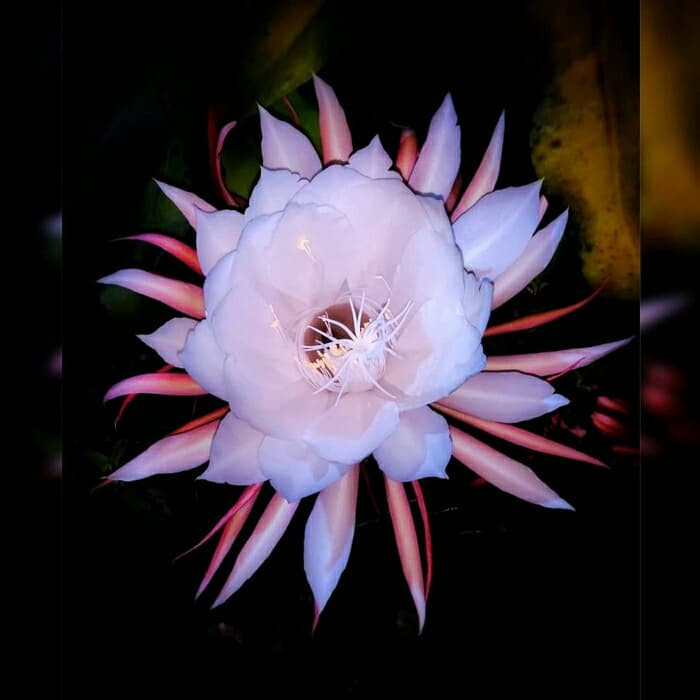 NEW promo Wijaya Kusuma White Giant/Tanaman Hias Wijaya Kusuma Bunga Besar