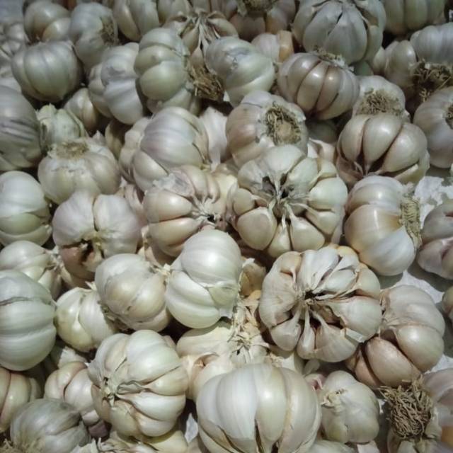 

Bawang Putih Ayu Berat 1 KG