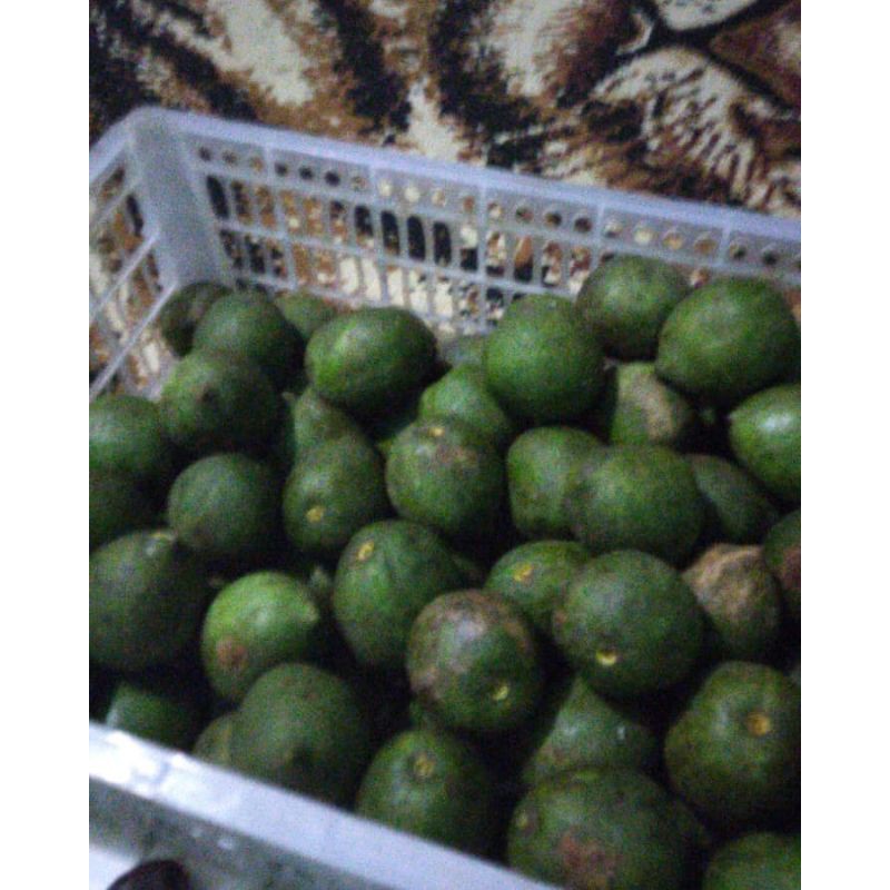

muncang jenis JJ ( jayanti Jalim)