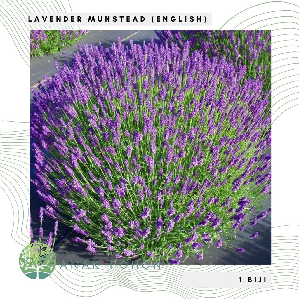 Benih Bibit Biji - Bunga Lavender Munstead English (Lavandula angustifolia) Flower Seeds - IMPORT