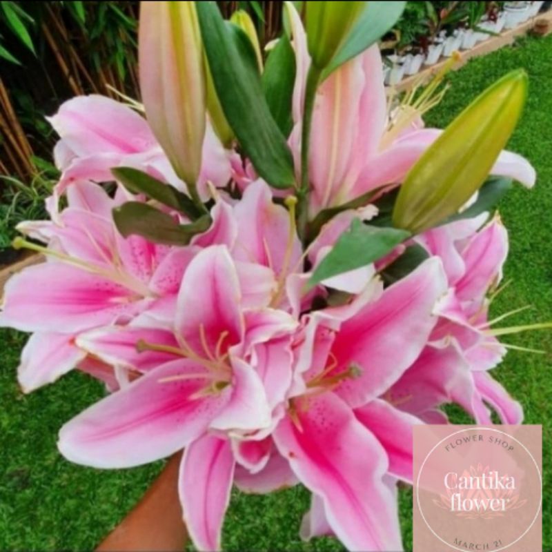 bunga Lily asli fresh cantik/bunga Lily harum segwr
