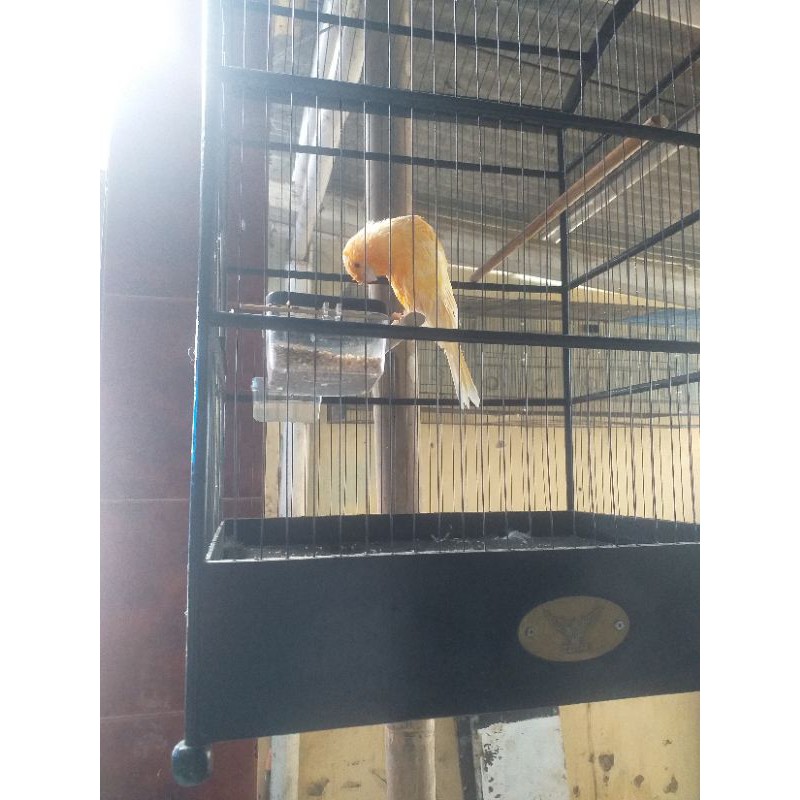 Kenari F1ys LossRing