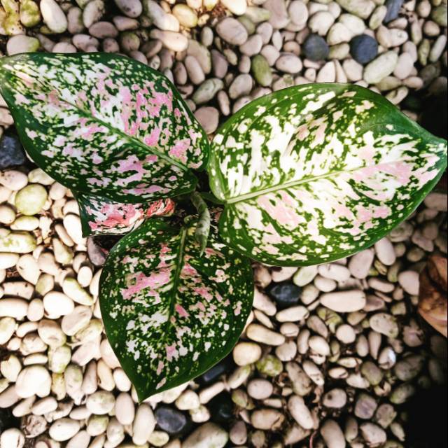Aglaonema dud tricolor