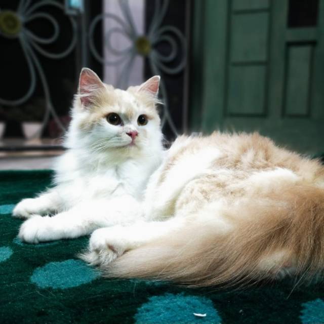 risna_hayati