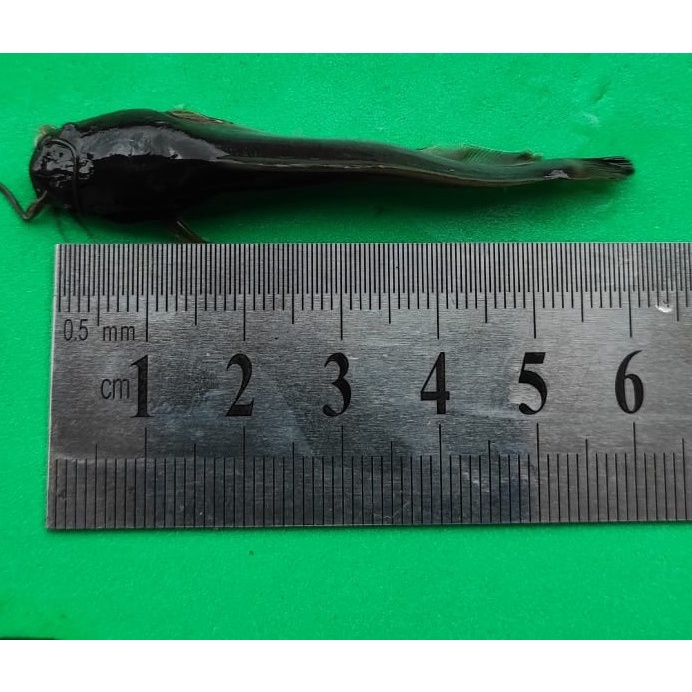 bibit/benih lele sangkuriang uk 5-6 cm