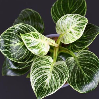 Tanaman hias philodendron Birkin variegata +POT