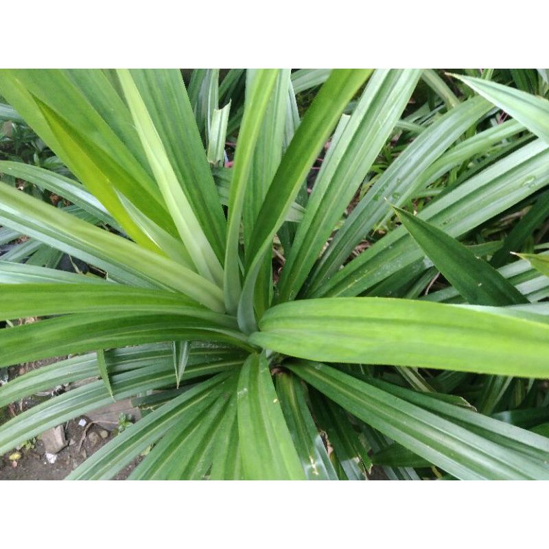 

daun pandan Ikat langsung di petik saat orderan