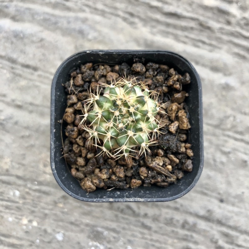 Kaktys Gymno Marble