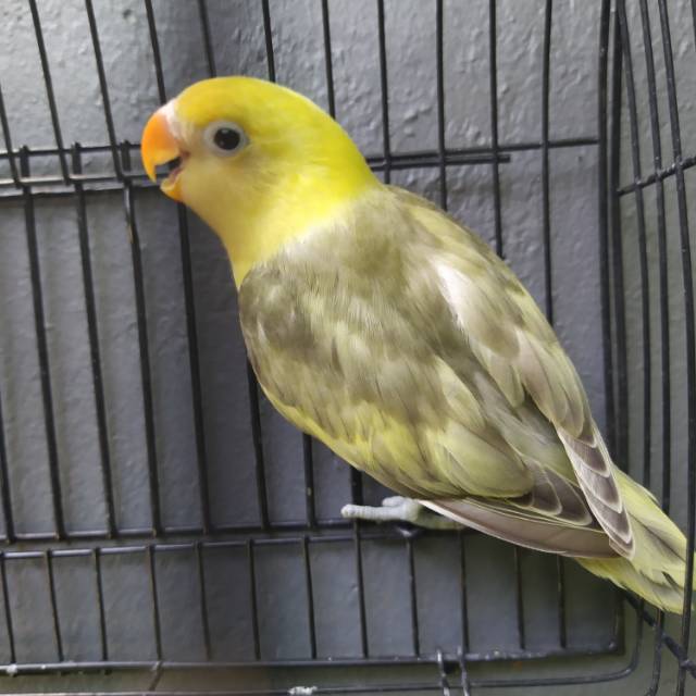 Burung Lovebird | Lakbet Parblue