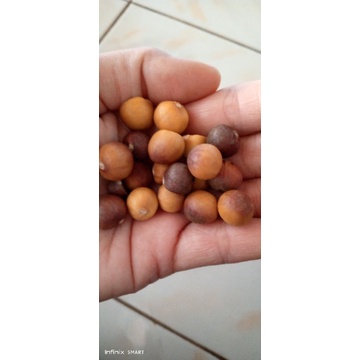

biji teh hijau 3000