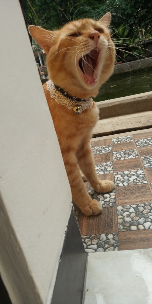 Pita Grosgrain 3/8 Jangkar