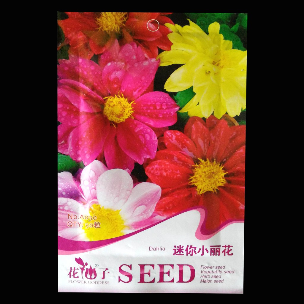 

Terlaris Dahlia Pinnata Mix Colour Grosir