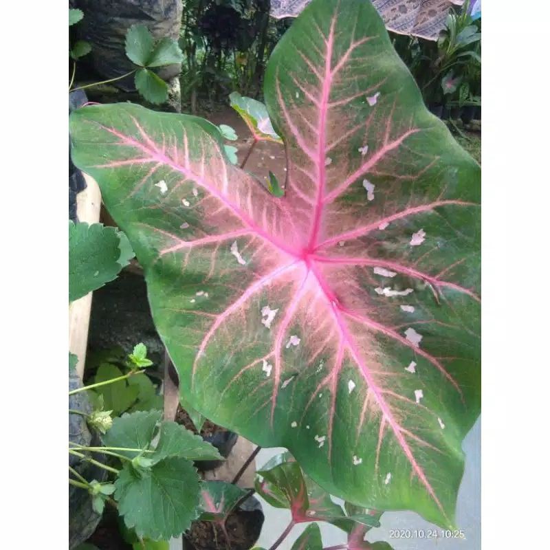 Keladi urat merah / Keladi lipstick / keladi bercak merah