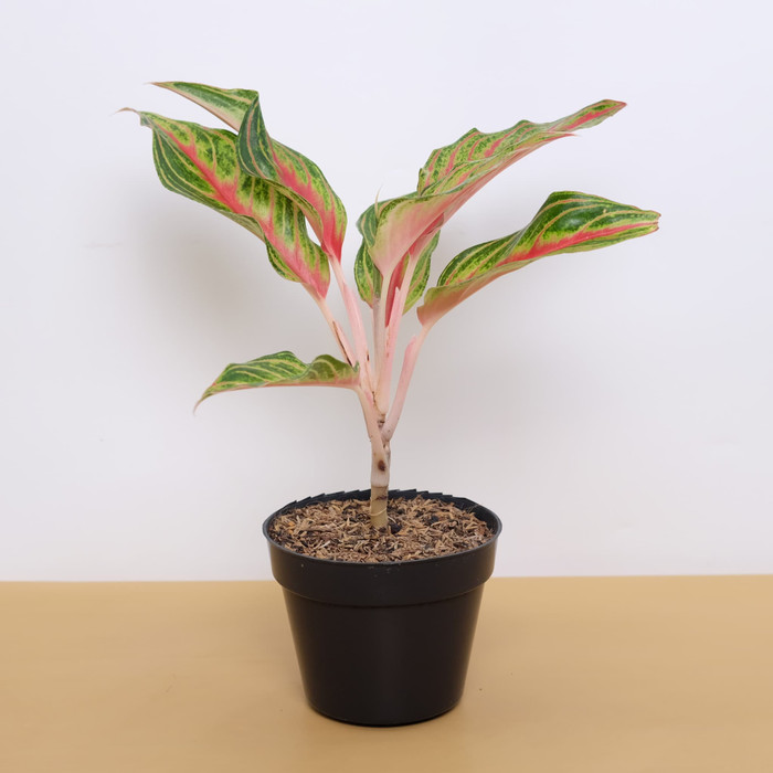 AGLAONEMA RED SUNSET (tanaman)