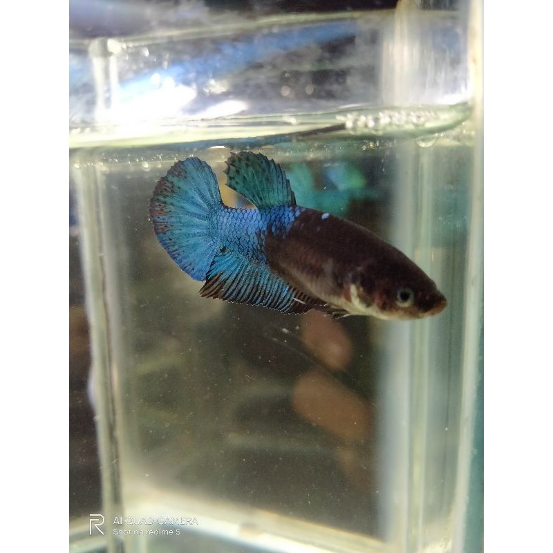 cupang hias Fimale AVATAR GORDON