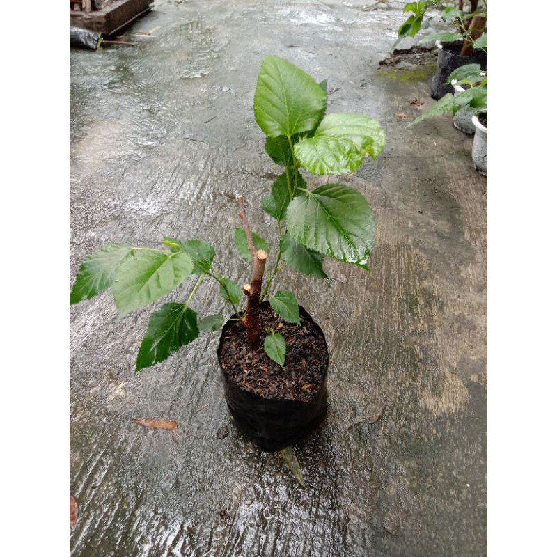 

BIBIT MURBEI dengan Polybag