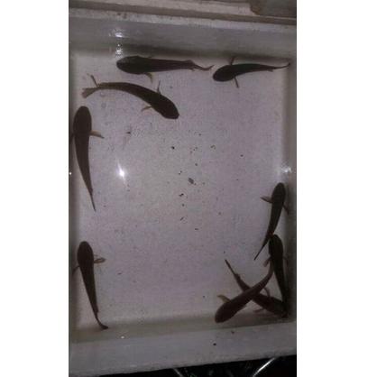 Ready stok channa Limbata baby 6-8cm YA60 ☌