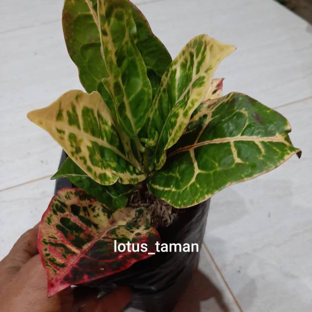 POHON PURING KURA-bibit tanaman puring kura