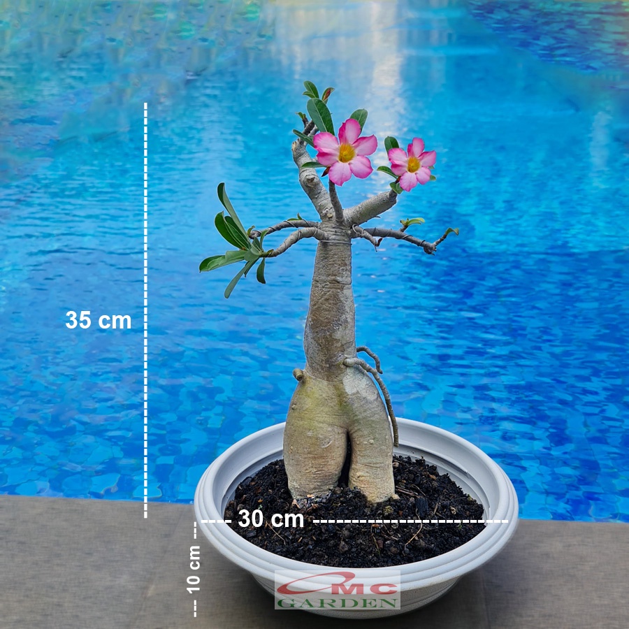 Bonsai Adenium Arabicum Obesum Kamboja Jepang Bonsae Tanaman Hias B-KJ-002