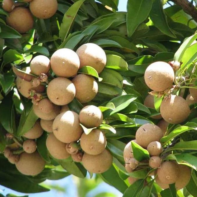 Terlaris Bibit Buah Sawo Manila Tinggi 50cm Grosir Shopee Indonesia