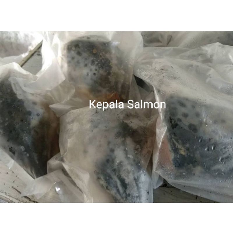 

Kepala Salmon Beku