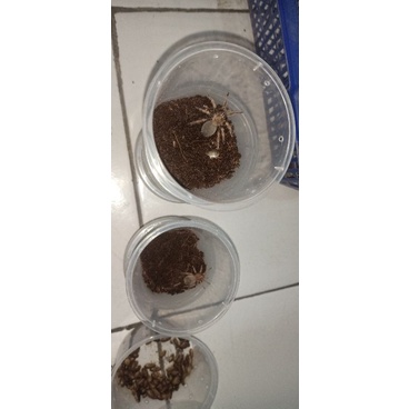 sling tarantula brachypelma klaasi