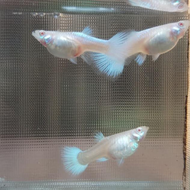 Bestseller Ikan Hias Guppy Gappy Gapi Albino Full Platinum