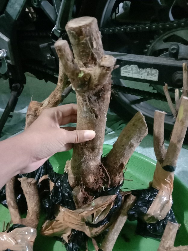 Bunga Lantana Bunga Oren