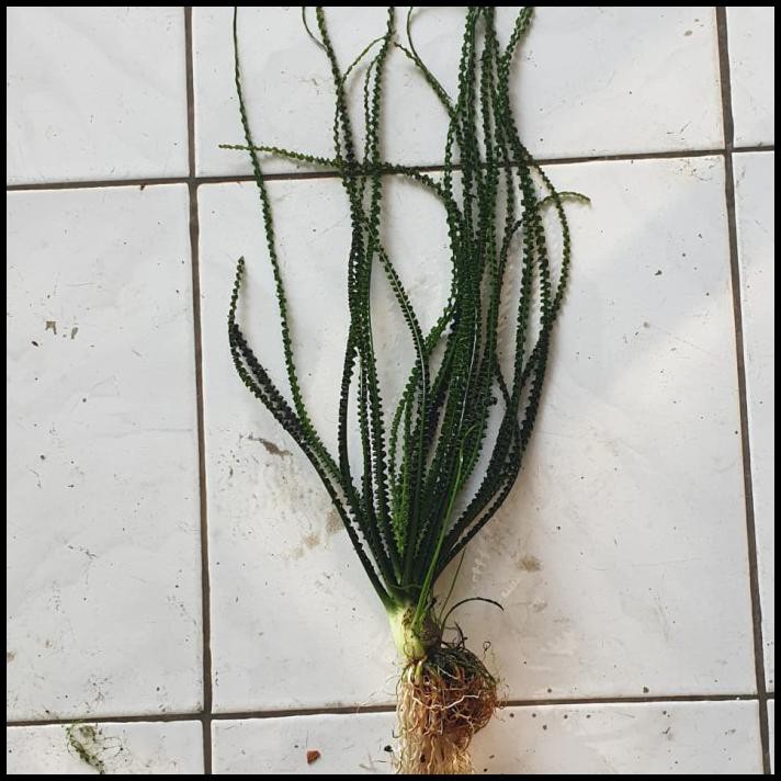 Tanaman Aquascape Crinum Calamis  Mother Plant Shopee 