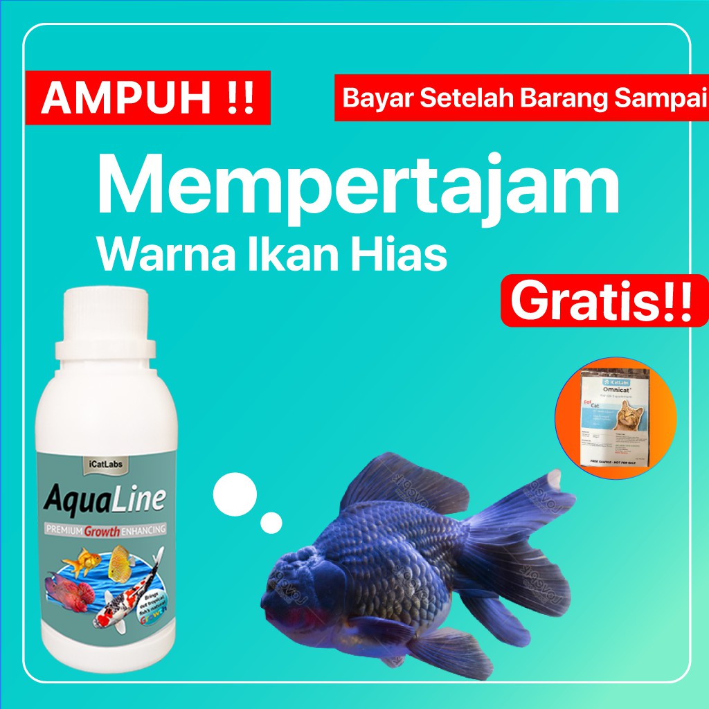 64 Aquarium Ideal Untuk Mas Koki Gratis Terbaik