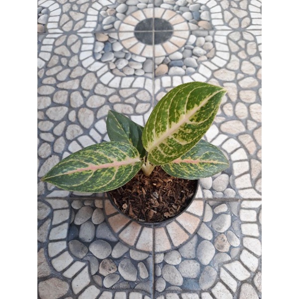 Aglonema Harley Queen