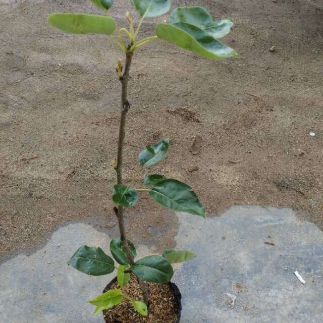 bibit buah pir (berbunga)