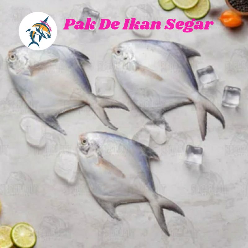 

IKan Bawal Putih Segar. 1-5 ekor per kg