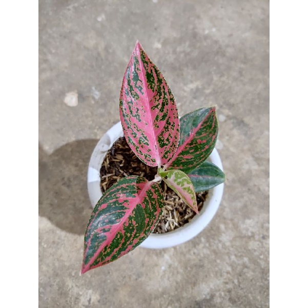 Aglaonema baby Reanita