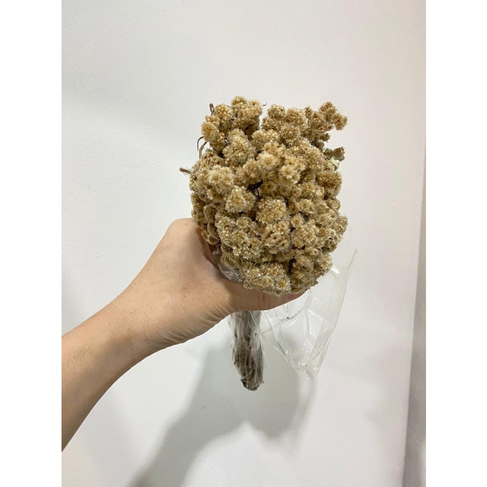 [1 BUNCH] Edelweiss flower / bunga abadi / bunga edelweiss