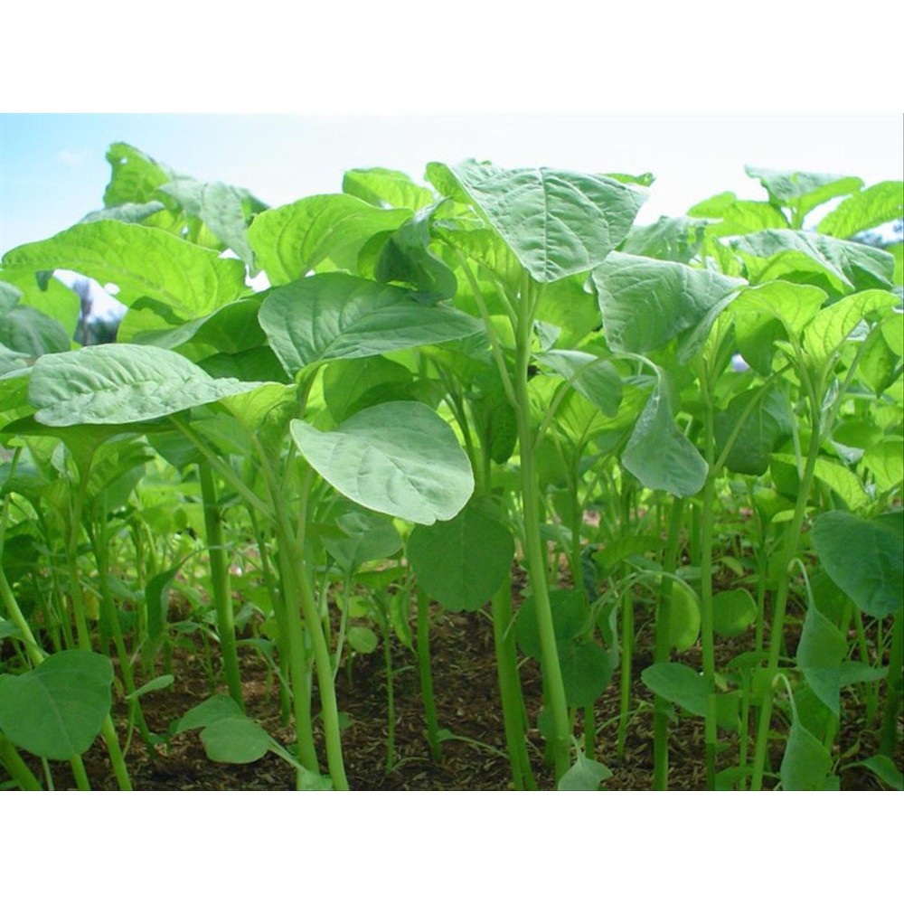 

TERMURAH! Benih Bayam Hijau